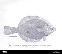 Image result for Liopsetta glacialis