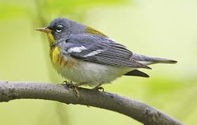 Image result for Parula americana
