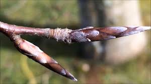 Attēlu rezultāti vaicājumam “Stachys sylvatica bud”