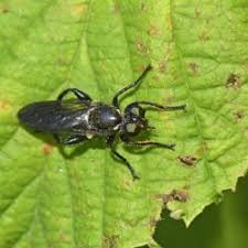 Attēlu rezultāti vaicājumam “Choerades sp.”