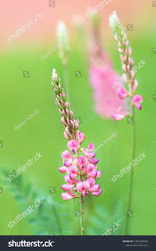 Attēlu rezultāti vaicājumam “Vicia sylvatica flower”