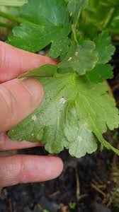 Attēlu rezultāti vaicājumam “Milesina murariae”