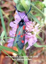 Attēlu rezultāti vaicājumam “Zygaena lonicerae”