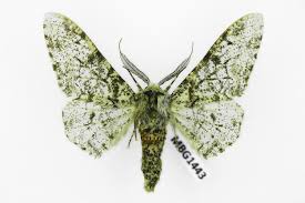 Attēlu rezultāti vaicājumam “Biston betularia”