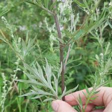 Attēlu rezultāti vaicājumam “Artemisia vulgaris leaf”