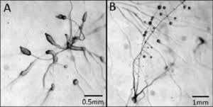 Attēlu rezultāti vaicājumam “Didymium spongiosum plasmodium”