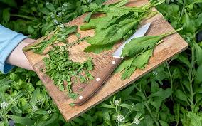 Image result for Gartenkresse