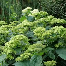 Attēlu rezultāti vaicājumam “Hydrangea arborescens flower”