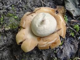 Attēlu rezultāti vaicājumam “Geastrum rufescens”