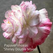 Image result for Papaver rhoeas 'Shirley'