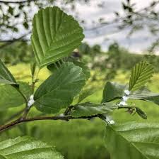 Attēlu rezultāti vaicājumam “Psylla alni”