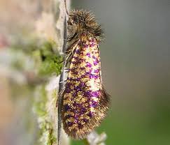 Attēlu rezultāti vaicājumam “Eriocraniidae”