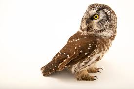 Image result for Aegolius funereus