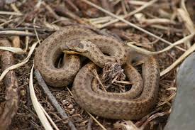 Attēlu rezultāti vaicājumam “Coronella austriaca”