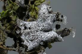 Attēlu rezultāti vaicājumam “Badhamiopsis ainoae spores”