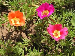 Attēlu rezultāti vaicājumam “Portulaca oleracea flower”