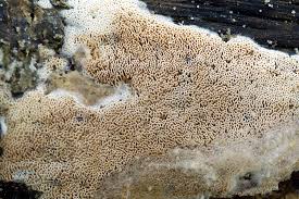 Attēlu rezultāti vaicājumam “Ceriporia excelsa”