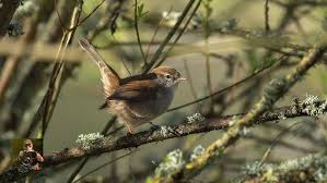 Image result for Cettia cetti