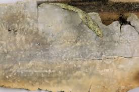 Attēlu rezultāti vaicājumam “Phlebiopsis gigantea”