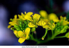 Attēlu rezultāti vaicājumam “Rorippa amphibia fruit”