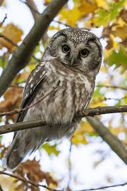 Image result for Aegolius funereus