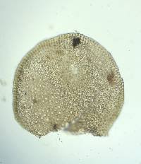 Attēlu rezultāti vaicājumam “Odontoschisma sphagni”