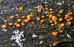Attēlu rezultāti vaicājumam “Dacrymyces chrysospermus spores”