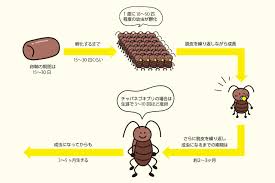 Image result for ゴキブリ報告所