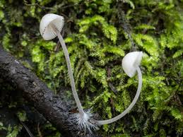 Attēlu rezultāti vaicājumam “Mycena filopes”
