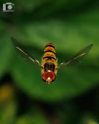 Attēlu rezultāti vaicājumam “Selenia dentaria larva”