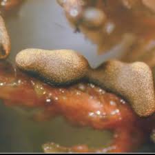 Attēlu rezultāti vaicājumam “Physarum bitectum”