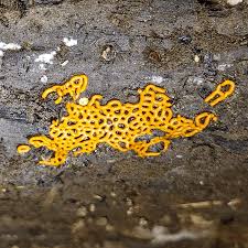 Attēlu rezultāti vaicājumam “Hemitrichia serpula”