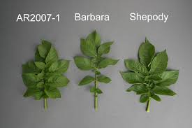 Attēlu rezultāti vaicājumam “Solanum tuberosum leaf”