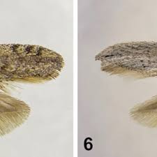 Attēlu rezultāti vaicājumam “Ypsolophidae”