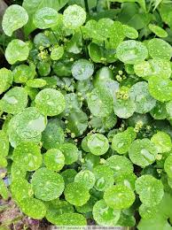 「香菇草」的圖片搜尋結果