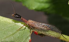 Attēlu rezultāti vaicājumam “Raphidioptera”