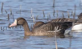 Attēlu rezultāti vaicājumam “Anser albifrons adult”
