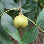 Attēlu rezultāti vaicājumam “Carya ovata fruit”