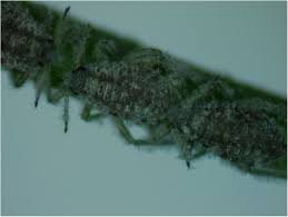 Attēlu rezultāti vaicājumam “Schizolachnus pineti”