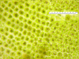 Attēlu rezultāti vaicājumam “Scapania apiculata”