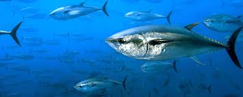 Image result for Polysteganus undulosus