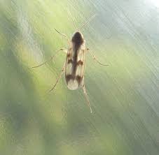 Attēlu rezultāti vaicājumam “Mycetophilidae”