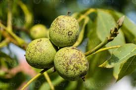 Attēlu rezultāti vaicājumam “Juglans regia fruit”