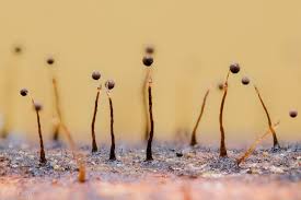 Attēlu rezultāti vaicājumam “Clastoderma debaryanum macro”