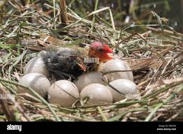 Attēlu rezultāti vaicājumam “Fulica atra eggs”