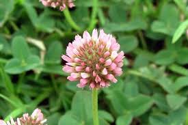 Attēlu rezultāti vaicājumam “Trifolium fragiferum flower”