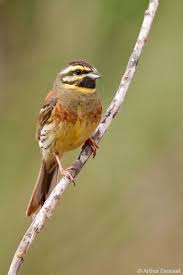 Image result for Emberiza cirlus
