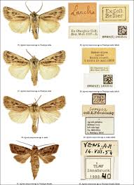 Attēlu rezultāti vaicājumam “Agrotis vestigialis”