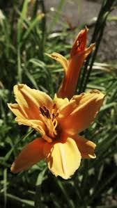 Attēlu rezultāti vaicājumam “Hemerocallis lilioasphodelus flower”