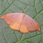 Attēlu rezultāti vaicājumam “Watsonalla binaria”